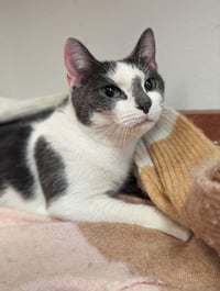 Queenie - Photo 1