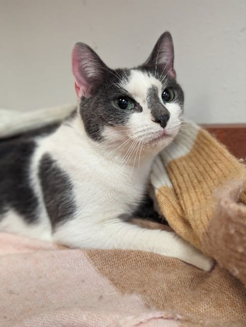 QUEENIE - Domestic Short Hair available for adoption