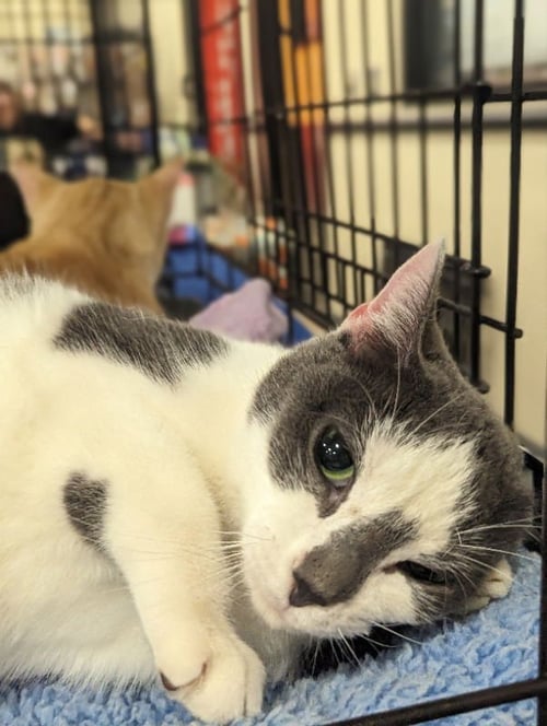 QUEENIE - Domestic Short Hair available for adoption