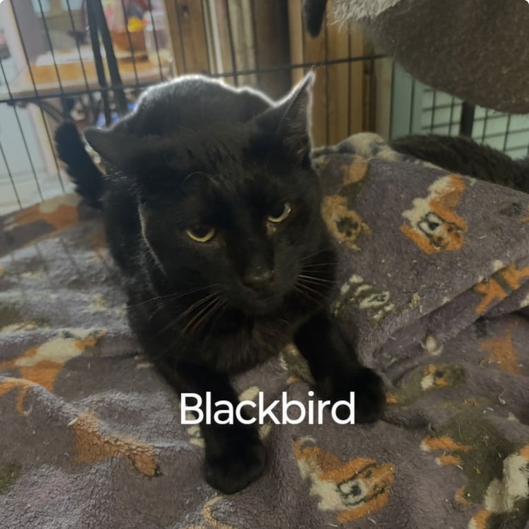 Blackbird Image