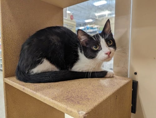 SKITTLES - Domestic Short Hair / Tuxedo available for adoption