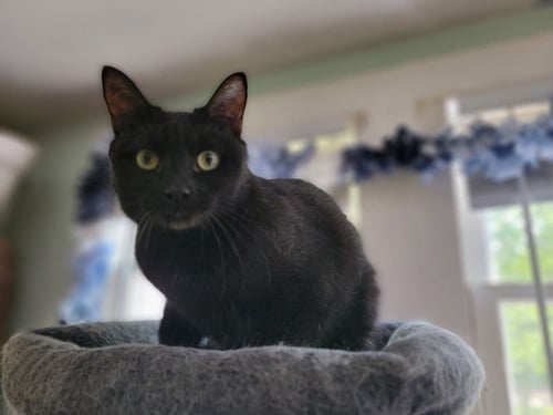 BUBBLES - Domestic Short Hair available for adoption