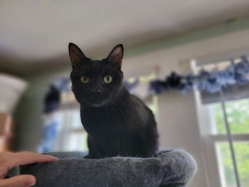 BUBBLES - Domestic Short Hair available for adoption