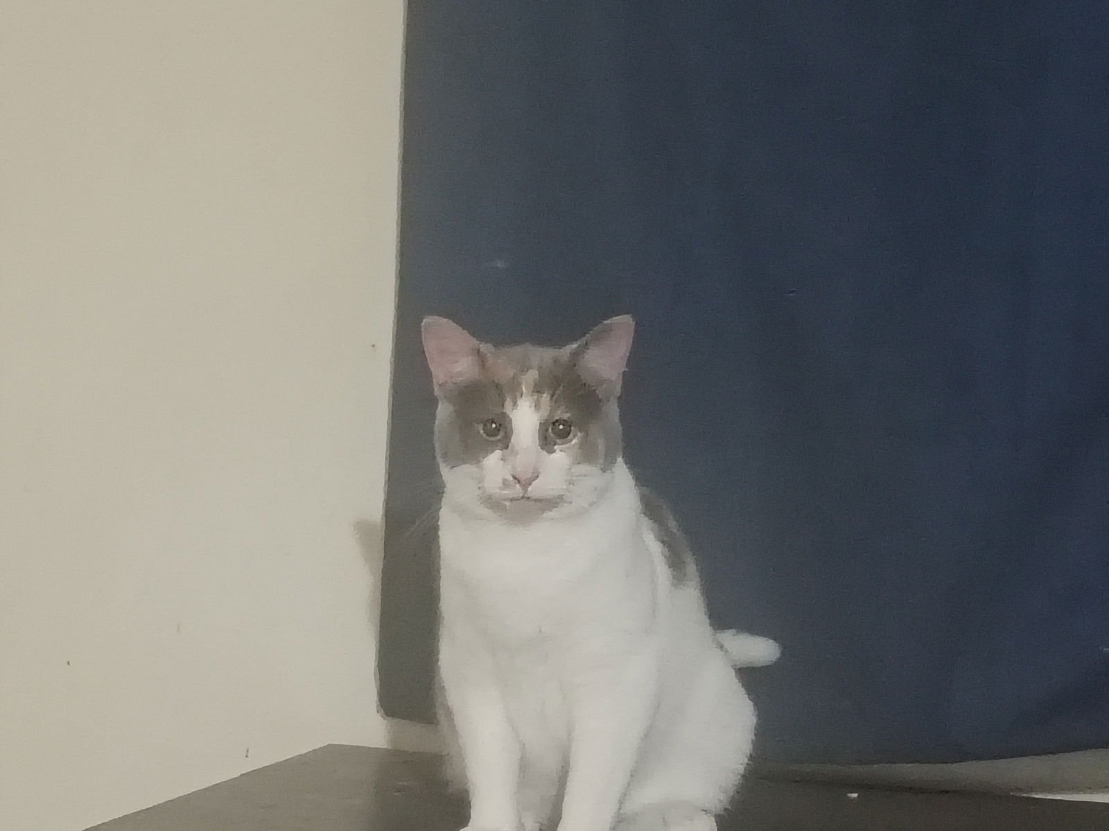 MOUSY - Domestic Short Hair available for adoption