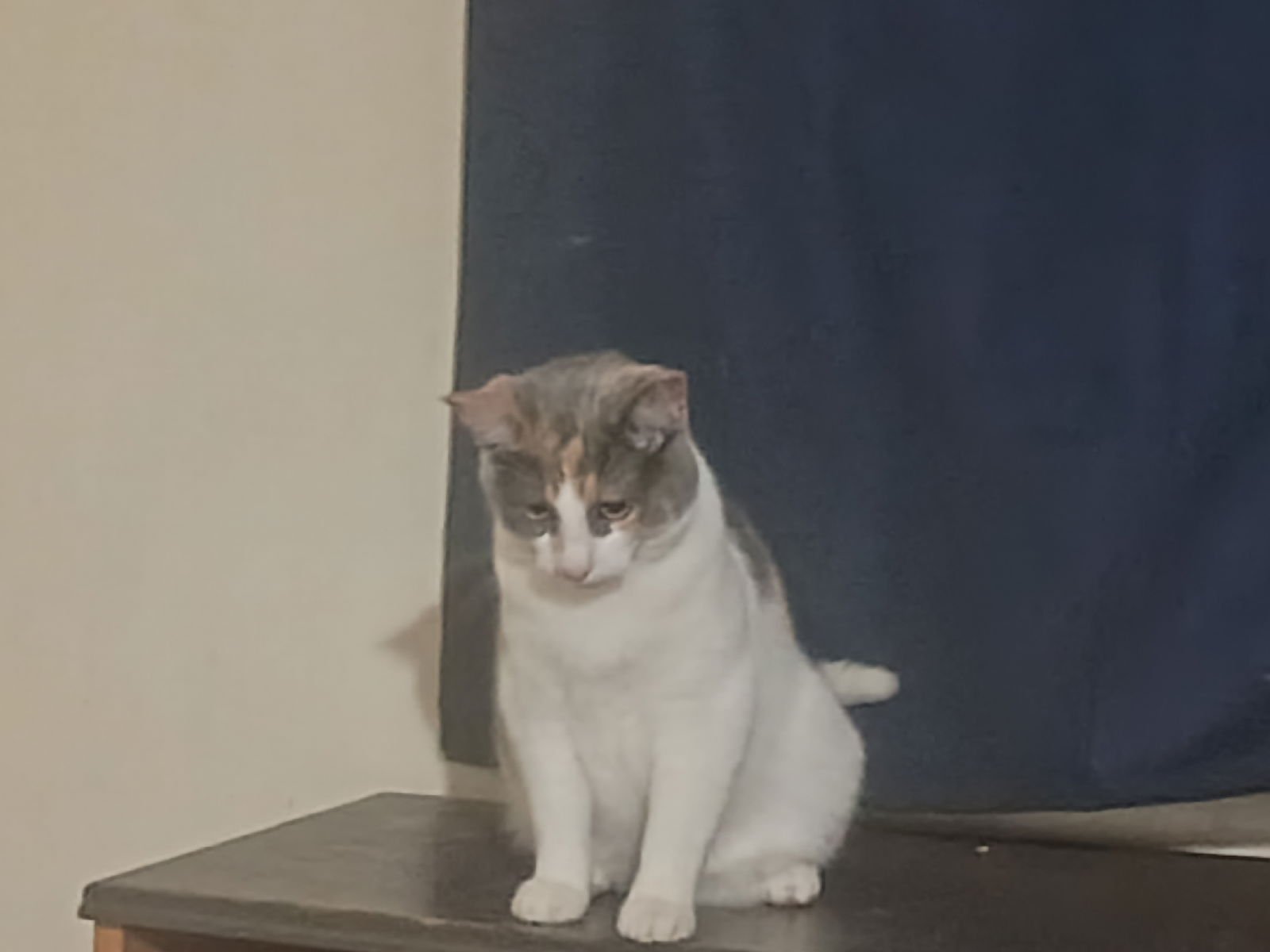 MOUSY - Domestic Short Hair available for adoption