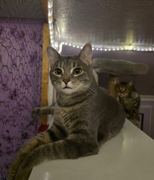 CAPRI - Domestic Short Hair available for adoption