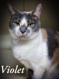 Violet - Photo 4