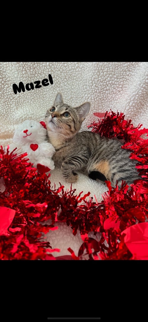 MAZEL - Domestic Short Hair available for adoption