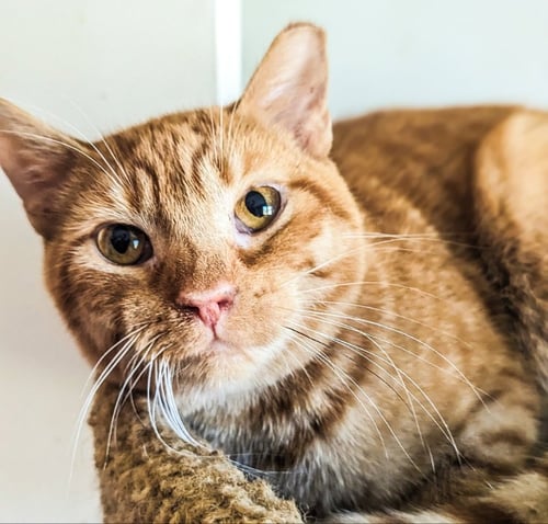 EMERY - Domestic Short Hair / Tiger available for adoption