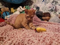 Emery - Photo 5