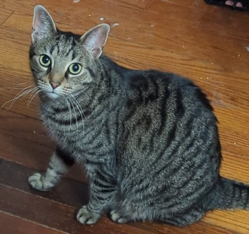 RIOT - Domestic Short Hair available for adoption