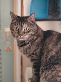 Missy - Photo 1
