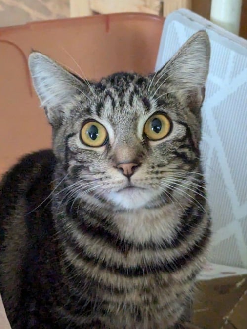 PRINCESS - Domestic Short Hair / Tabby available for adoption