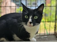 Tux - Photo 1