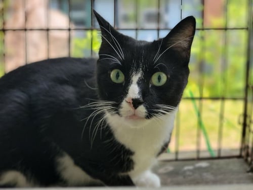 TUX - Tuxedo available for adoption