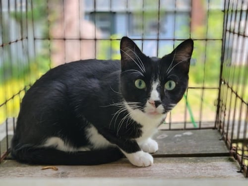 TUX - Tuxedo available for adoption