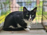 Tux - Photo 3