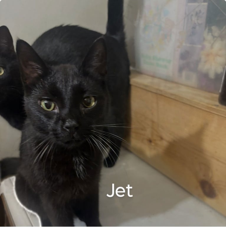 Jett Image