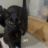 Jett - Photo 1