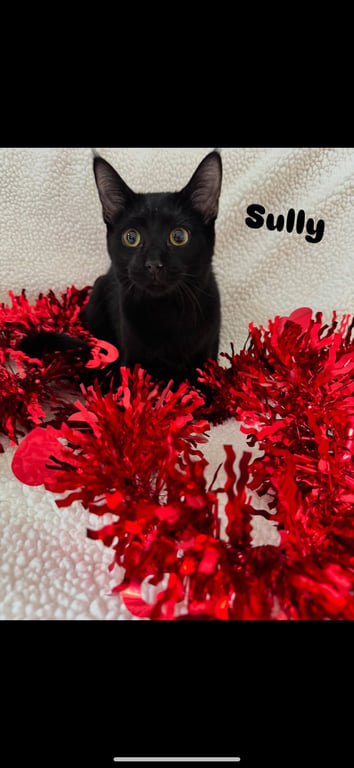 Sully Image