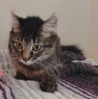 Samson - Photo 2