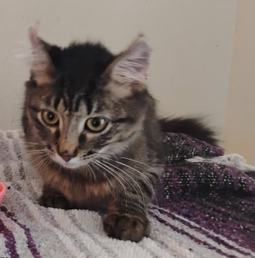 SAMSON - Domestic Long Hair available for adoption