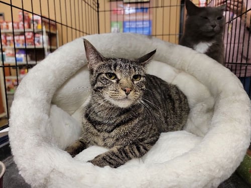 CESAR - Domestic Short Hair available for adoption