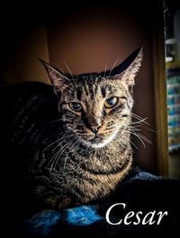 Cesar - Photo 2