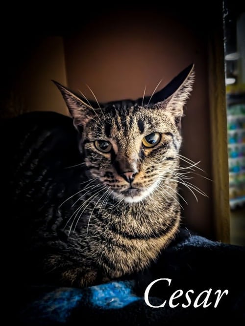 CESAR - Domestic Short Hair available for adoption