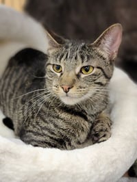 Cesar - Photo 4