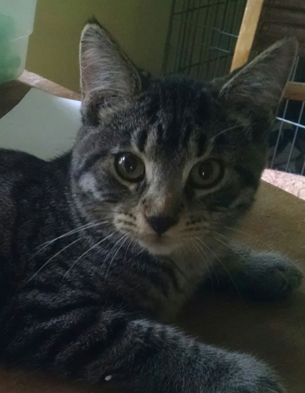 MONGO - Domestic Short Hair available for adoption
