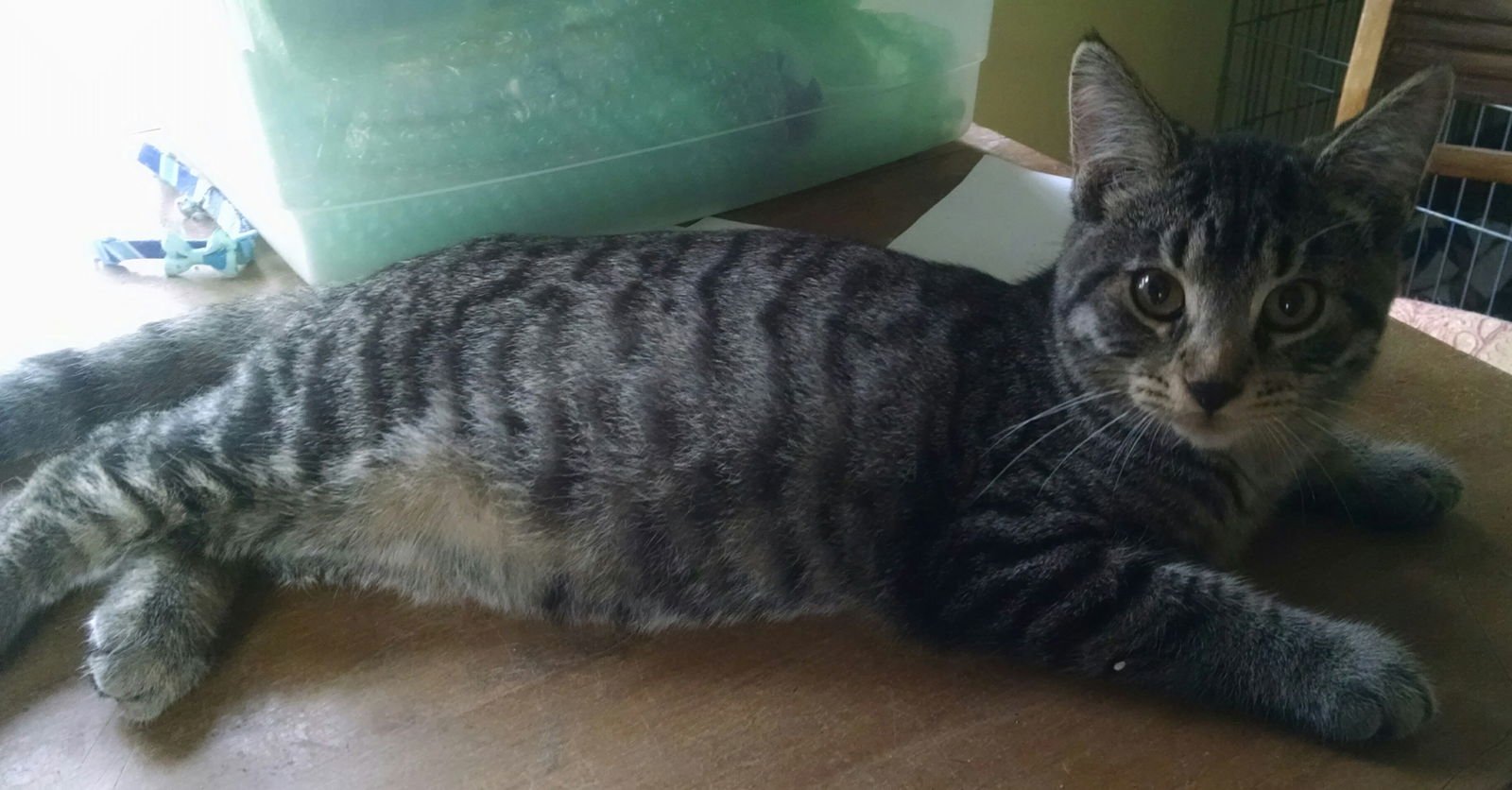 MONGO - Domestic Short Hair available for adoption