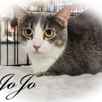 Jojo - Photo 1