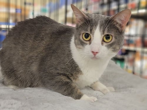 JOJO - Domestic Short Hair available for adoption