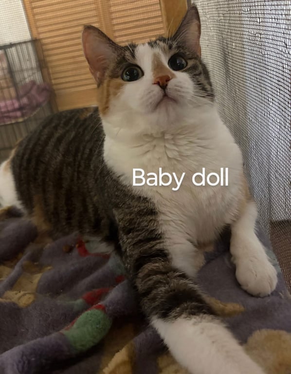 Babydoll Image