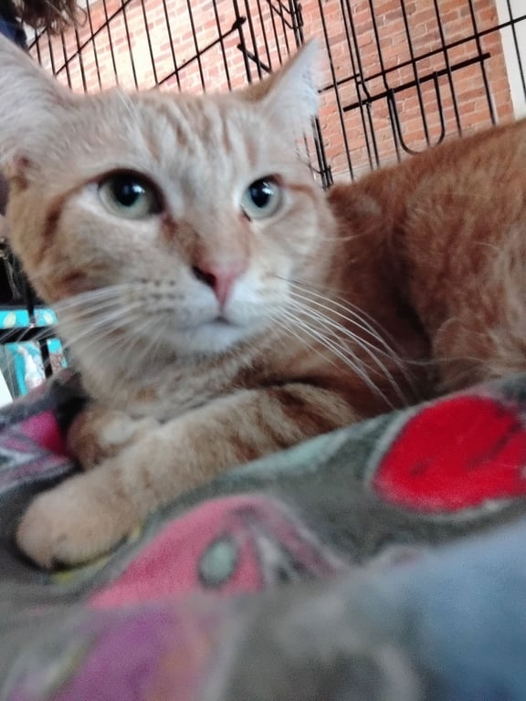 Binx Image