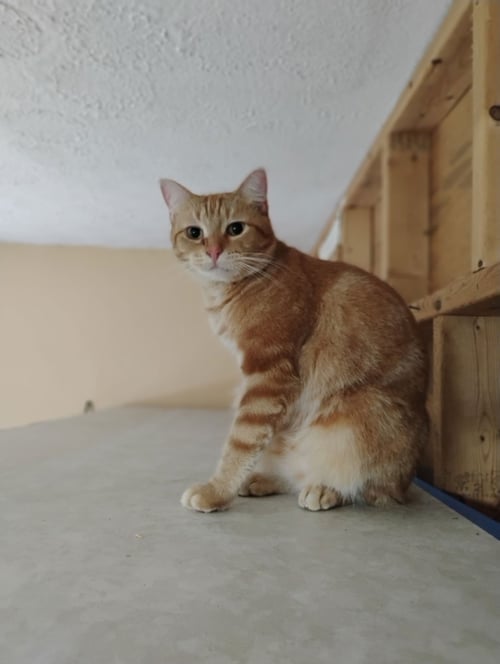 BINX - Domestic Short Hair available for adoption