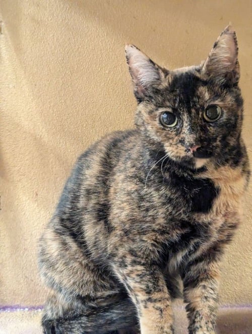 MARMIE - Domestic Short Hair available for adoption