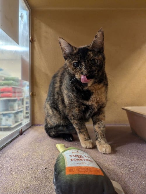 MARMIE - Domestic Short Hair available for adoption