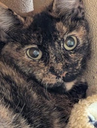 Marmie - Photo 3