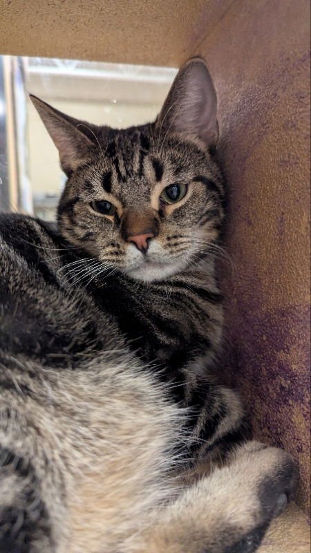 FIZZ - Domestic Short Hair available for adoption