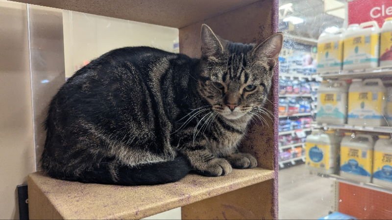 FIZZ - Domestic Short Hair available for adoption