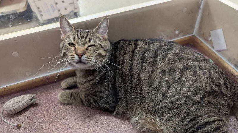 OPIE - Domestic Short Hair available for adoption