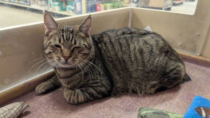 OPIE - Domestic Short Hair available for adoption