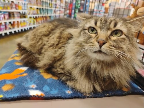 SIENNA - Domestic Long Hair available for adoption