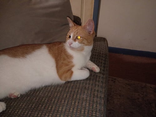 CREAMY - Domestic Short Hair available for adoption
