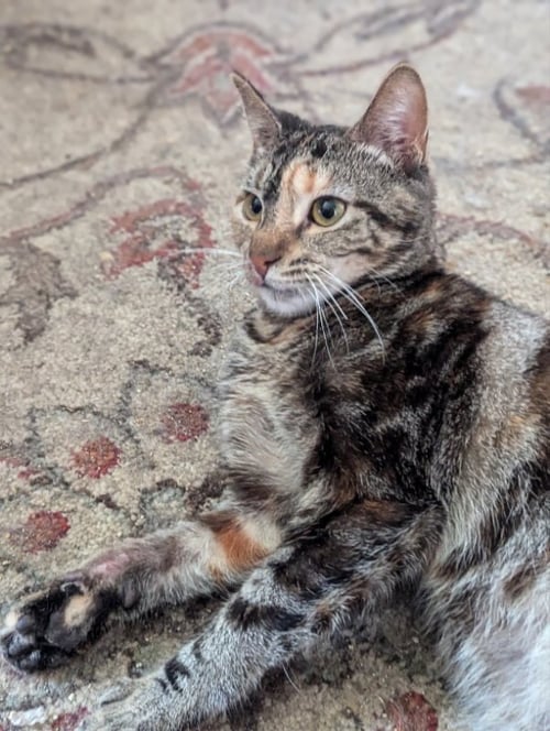 CUPCAKE - Domestic Short Hair available for adoption