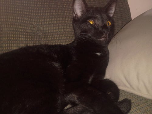 LITTLE FOOT - Domestic Short Hair available for adoption