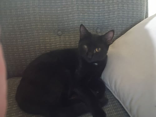 LITTLE FOOT - Domestic Short Hair available for adoption