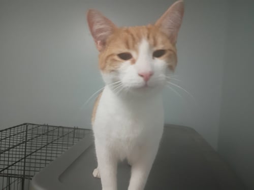 PEACHY - Domestic Short Hair available for adoption